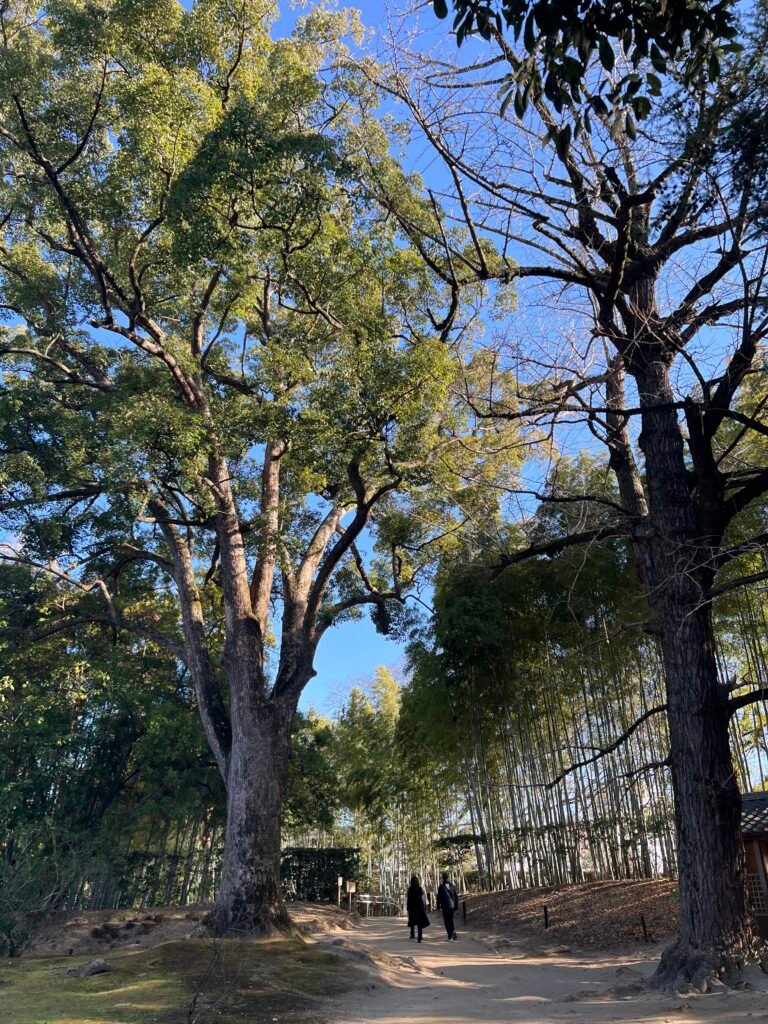 Okayama Garden trees